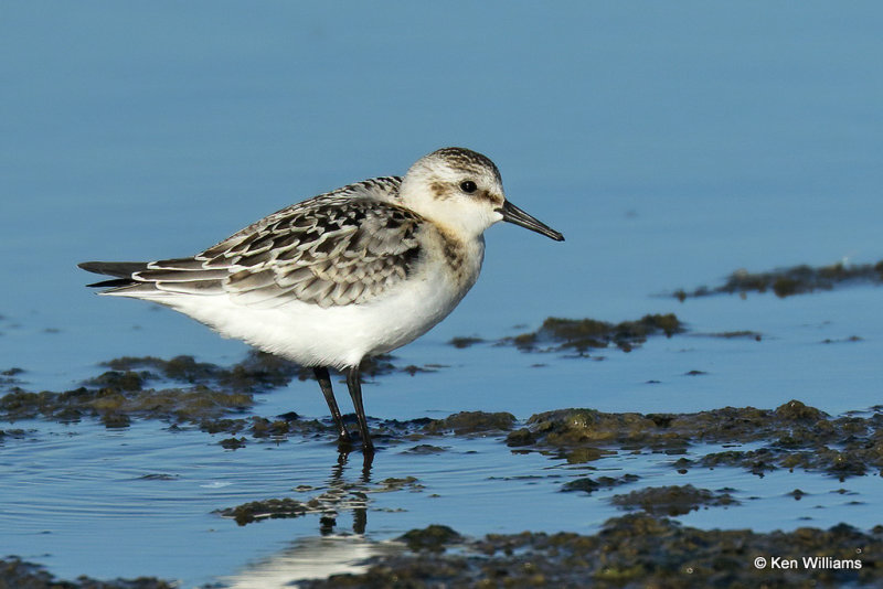Sanderling juvenile, Rogers Co, OK, 004650a.jpg