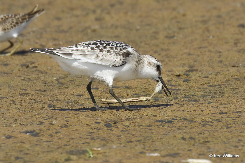 Sanderling juvenile, Rogers Co, OK, 004657a.jpg