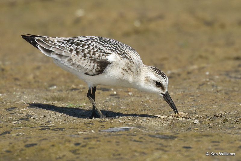 Sanderling juvenile, Rogers Co, OK, 004663a.jpg