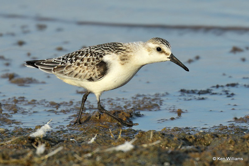 Sanderling juvenile, Rogers Co, OK, 006635a.jpg