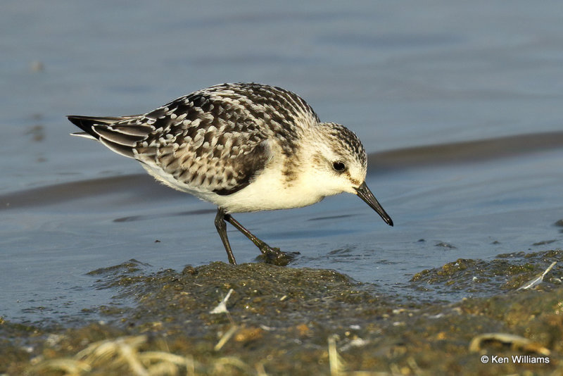 Sanderling juvenile, Rogers Co, OK, 006810a.jpg