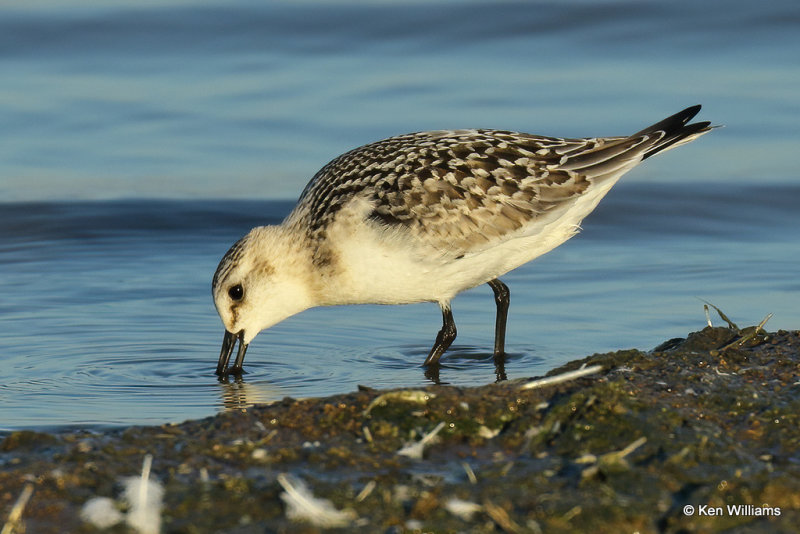 Sanderling juvenile, Rogers Co, OK, 006989a.jpg
