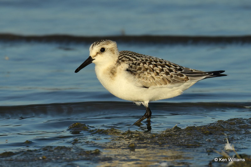 Sanderling juvenile, Rogers Co, OK, 006992a.jpg