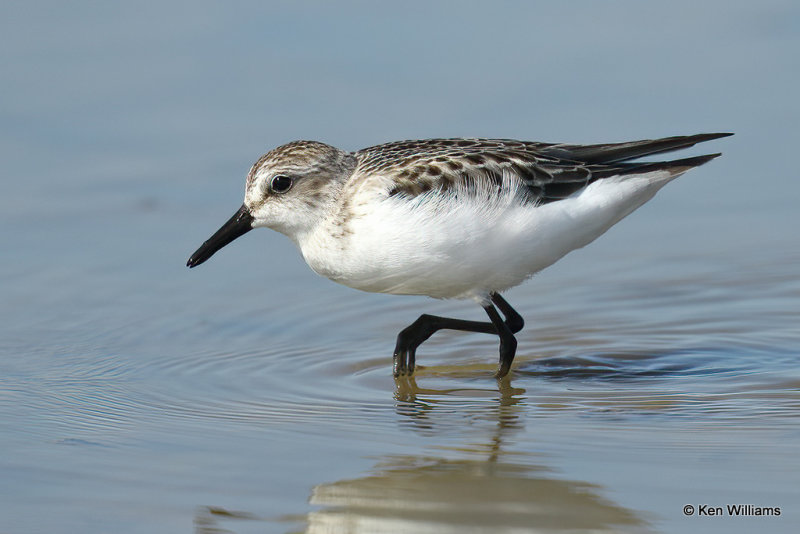 Sanderling juvenile, Rogers Co, OK, 007001a.jpg