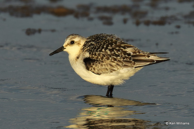 Sanderling juvenile, Rogers Co, OK, 007797a.jpg