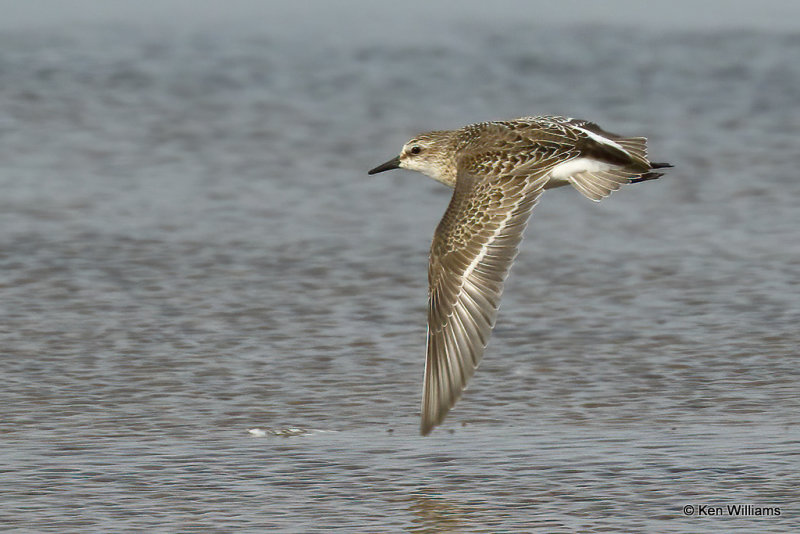 Semipalmated Sandpiper juvenile, Rogers Co, OK, 006357a.jpg