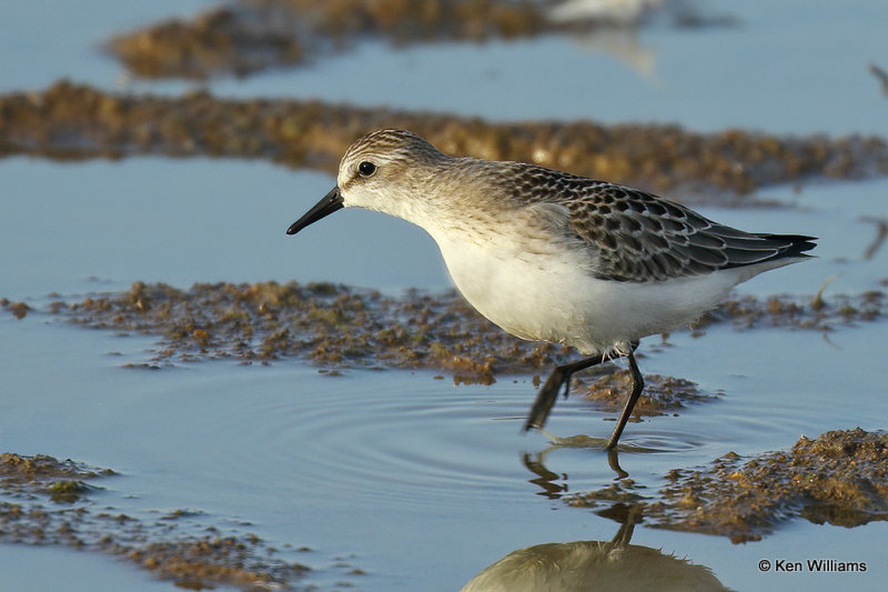 Semipalmated Sandpiper juvenile, Rogers Co, OK, 006645a.jpg