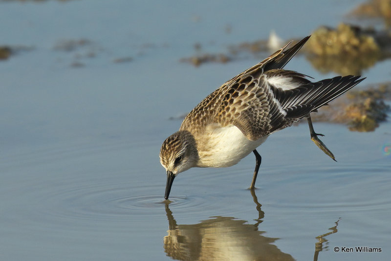 Semipalmated Sandpiper juvenile, Rogers Co, OK, 006652a.jpg