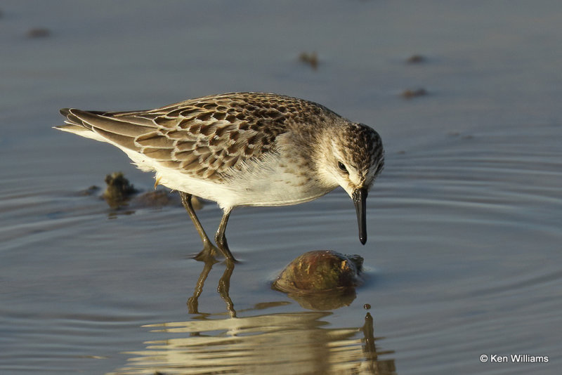 Semipalmated Sandpiper juvenile, Rogers Co, OK, 006657a.jpg