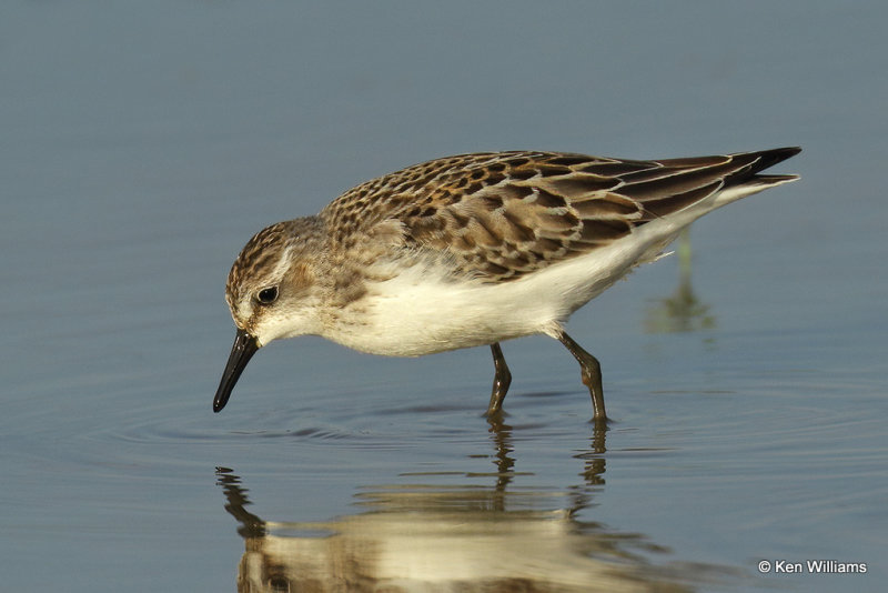 Semipalmated Sandpiper juvenile, Rogers Co, OK, 006664a.jpg