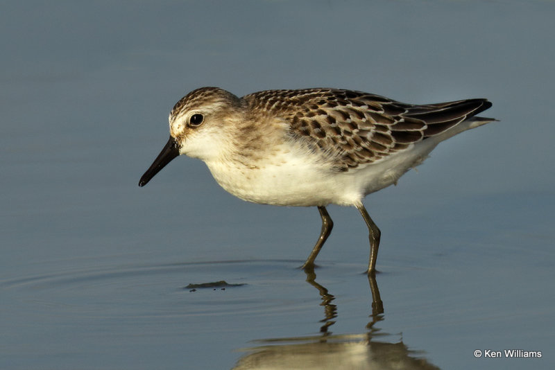 Semipalmated Sandpiper juvenile, Rogers Co, OK, 006668a.jpg