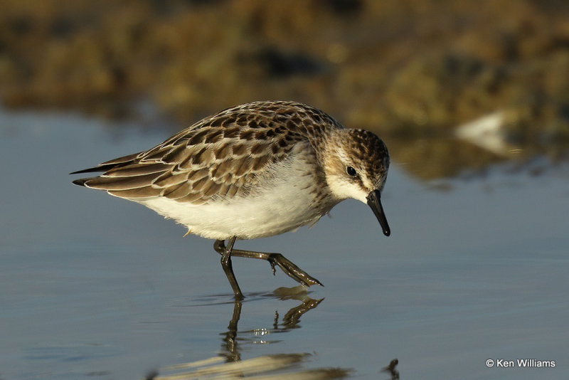 Semipalmated Sandpiper juvenile, Rogers Co, OK, 006674a.jpg