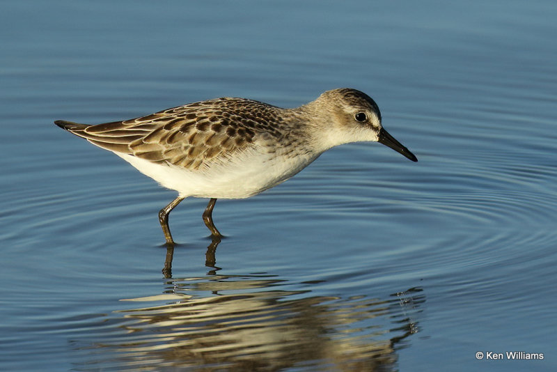 Semipalmated Sandpiper juvenile, Rogers Co, OK, _007082a.jpg