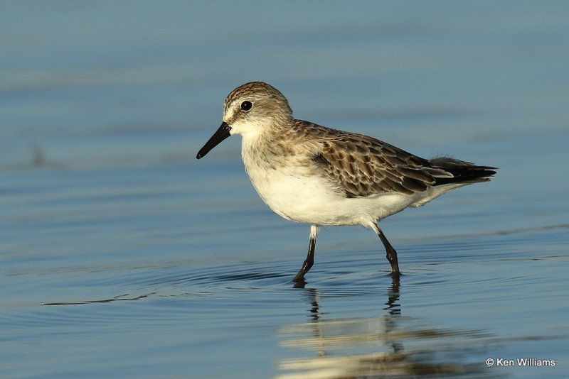 Semipalmated Sandpiper juvenile, Rogers Co, OK, _007090a.jpg
