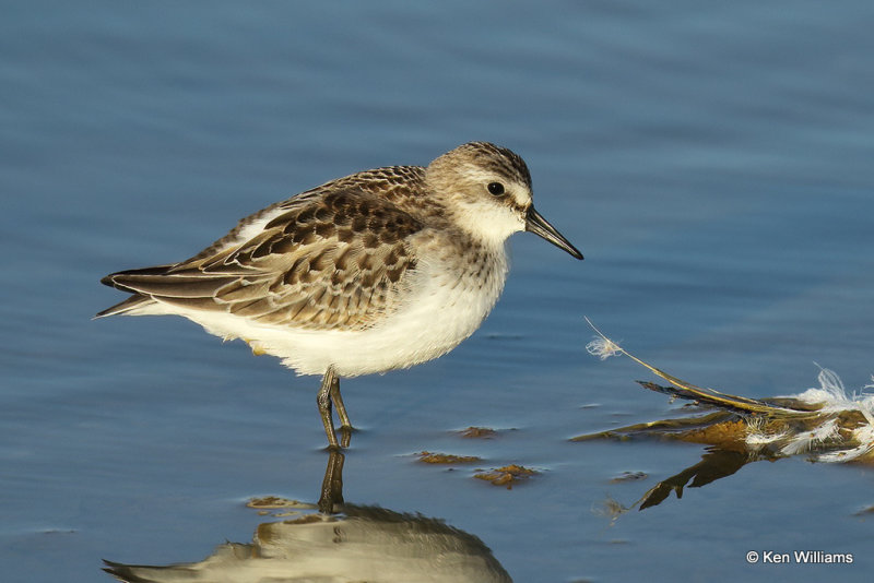 Semipalmated Sandpiper, Rogers Co, OK, _007198a.jpg