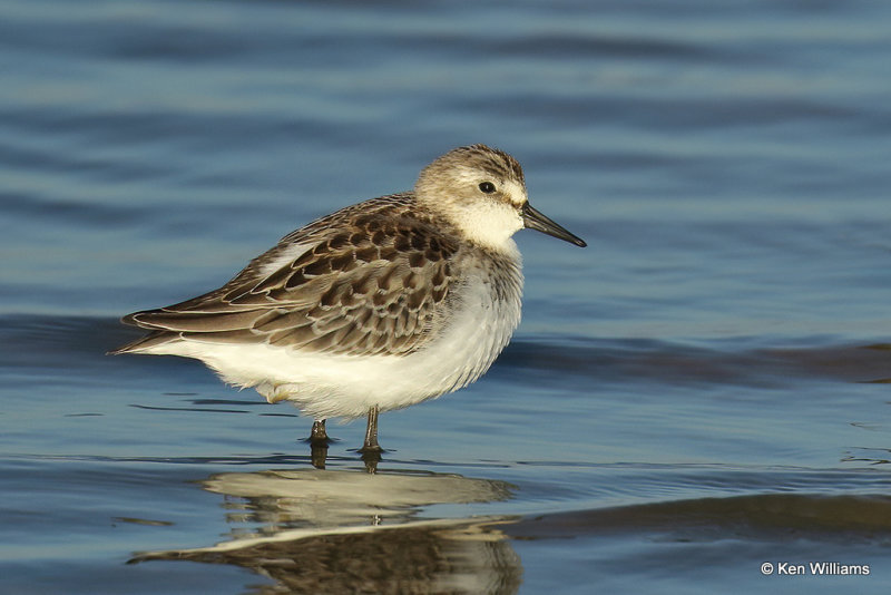 Semipalmated Sandpiper juvenile, Rogers Co, OK, _007201a.jpg