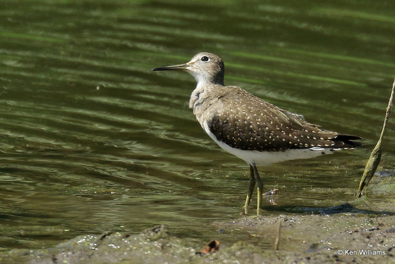 Solitary Sandpiper, Nowata Co, OK, 005978a.jpg