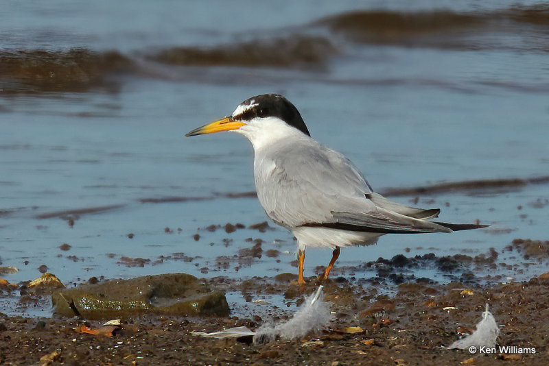 Least Tern - Interior,, Ft Gibson Lake, Wagoner Co, OK, 8-12-21, R_002787a.jpg