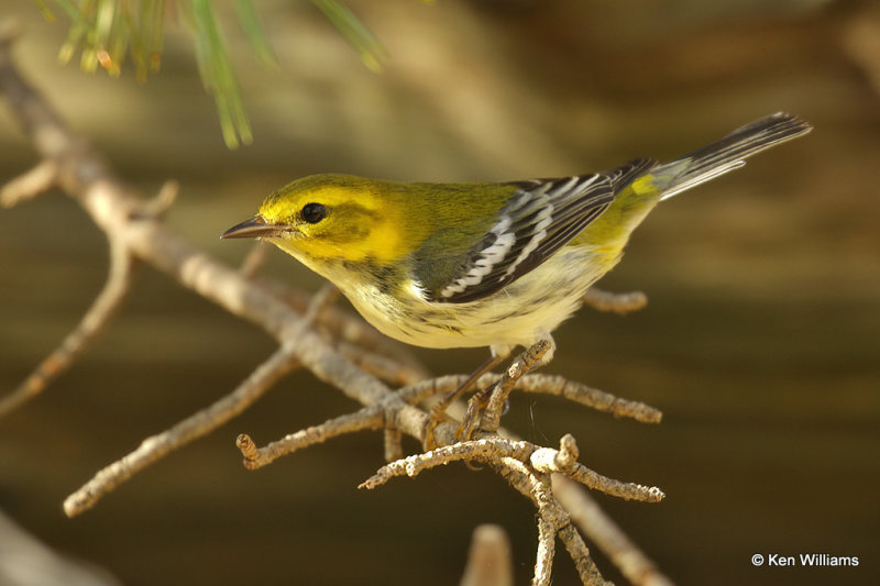 Black-throated Green Warbler 1st year, Rogers Co yard, OK, 10_010_2021_010068a.jpg