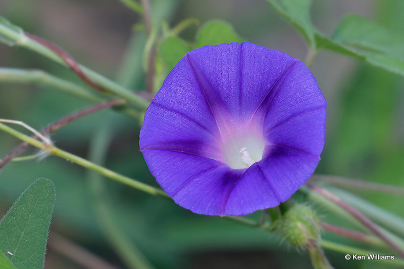 Bird's Foot Morning Glory, Ipomoea ternifolia, Madera Canyon, AZ_28814a.jpg