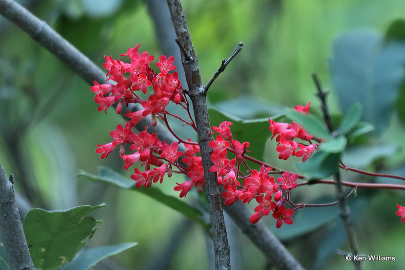 Coralbells, Heuchera sanguinea, Madera Canyon, AZ_28868a.jpg