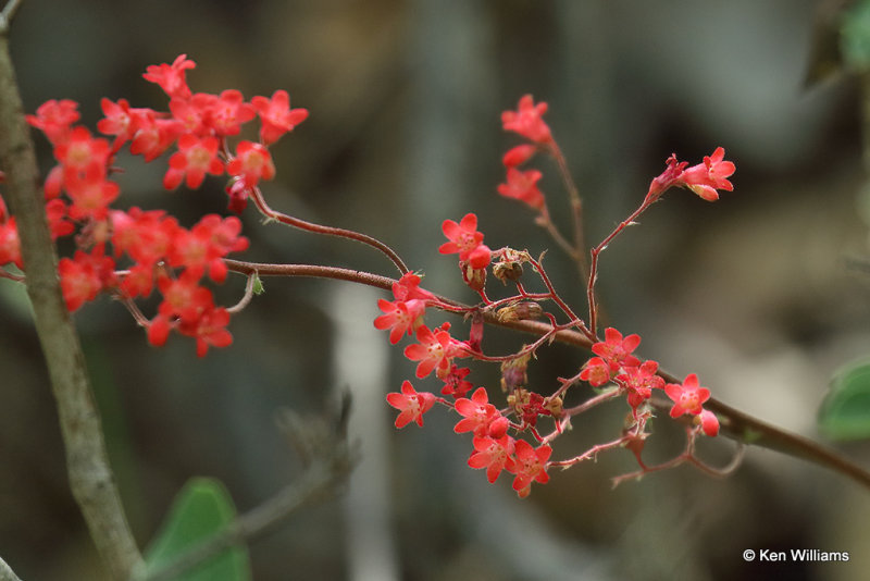 Coralbells, Heuchera sanguinea, Madera Canyon, AZ_28869a.jpg