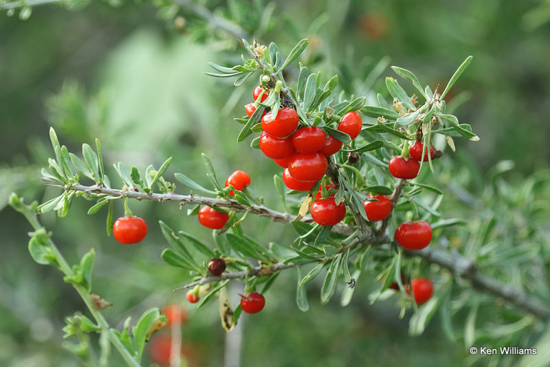 Desert Sonoran Wolfberry, Madera Canyon, AZ_28501a.jpg