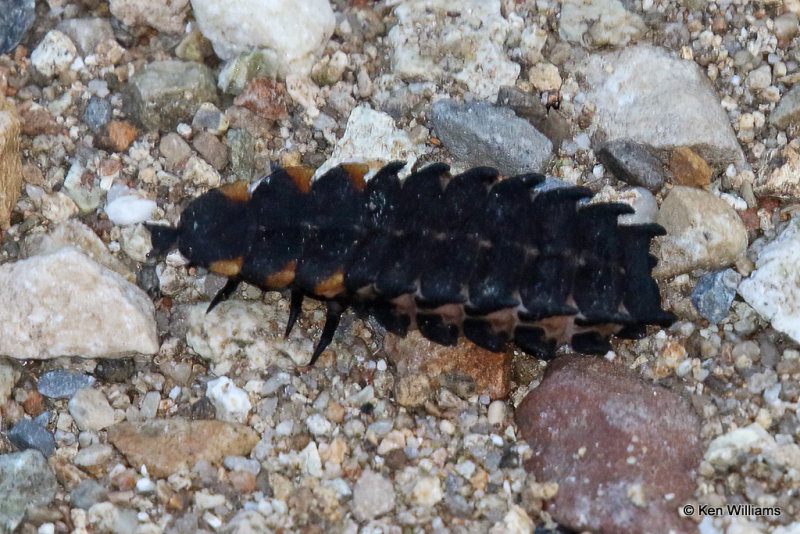 Lycus sanguineus larva, Paradise, AZ_26659a.jpg