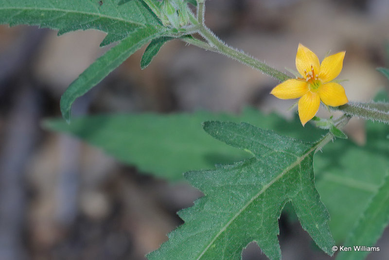 Mountain Stickleaf, Mentzelia asperula, Madera Canyon, AZ_28812a.jpg