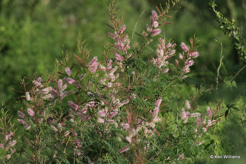 Velvetpod Mimosa, Mimosa dysocarpa, Madera Canyon, AZ_28499a.jpg