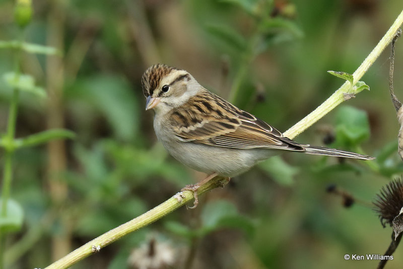 Chipping Sparrow non breeding, Rogers Co yard, OK, 10_12_2021_000001a.jpg