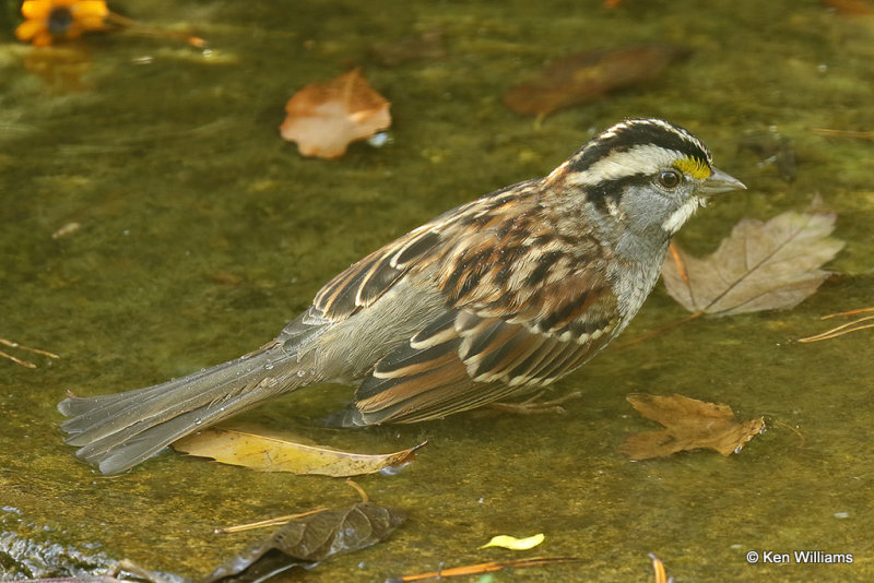 White-throated Sparrow, Rogers Co yard, OK, 10_12_2021_000001a.jpg