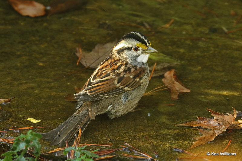 White-throated Sparrow, Rogers Co yard, OK, 10_12_2021_000002a2.jpg