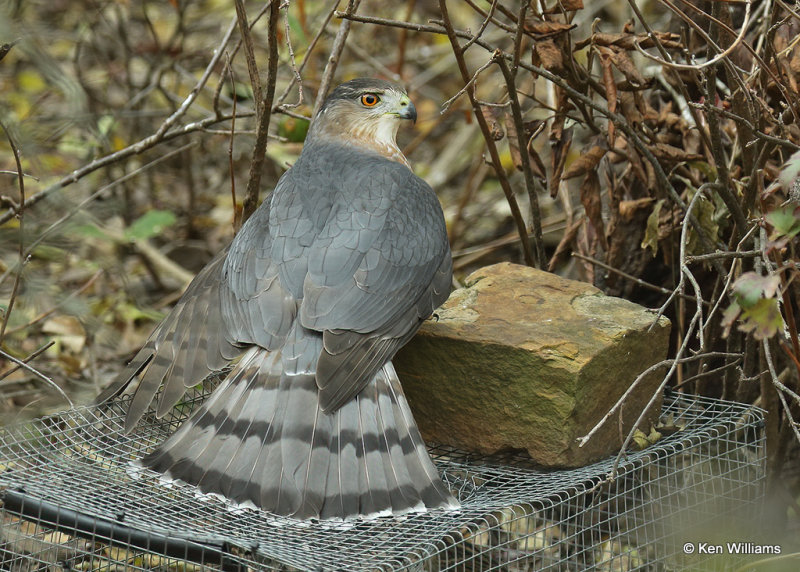 Cooper's Hawk, Rogers Co yard, OK, 11_19_2021_010461a.jpg