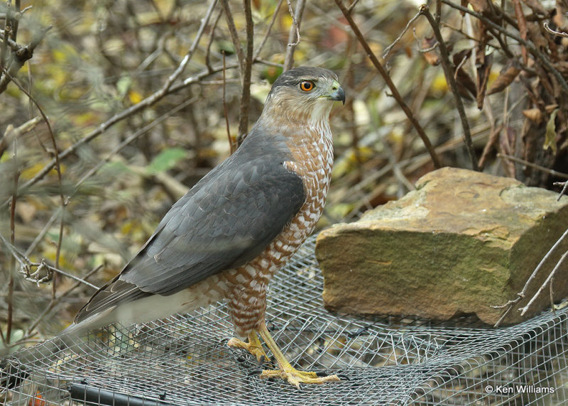 Cooper's Hawk, Rogers Co yard, OK, 11_19_2021_010467a.jpg