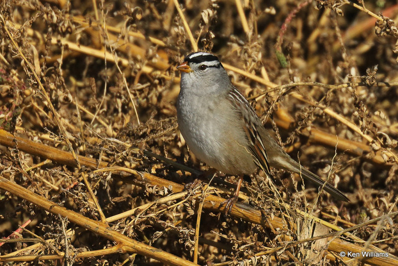 White-crowned Sparrow, Drummon Flats, OK, 11-11-21_010290a.jpg