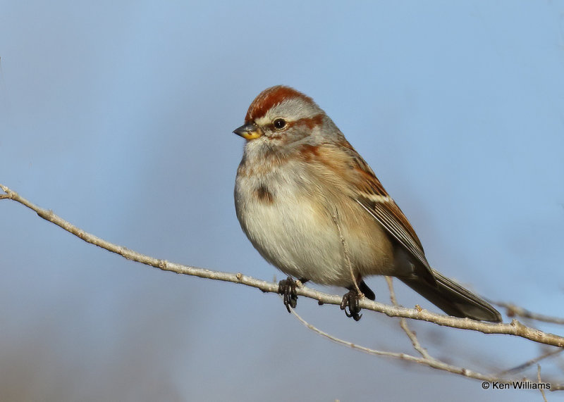 American Tree Sparrow, Osage Co, OK, 12_21_2021_Ra_011263.jpg