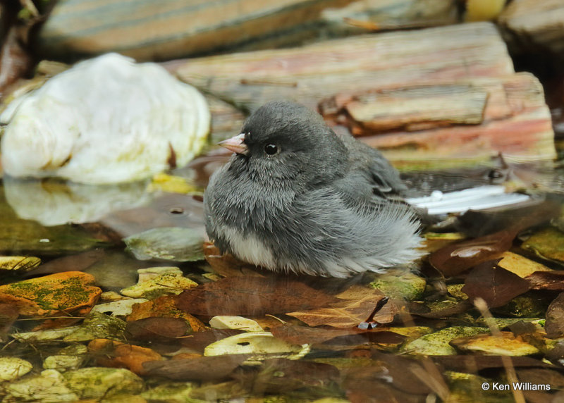 Dark-eyed Junco - Slate-colored subspecies, Rogers Co yard, OK, 12_15_2021_Ra_011172.jpg
