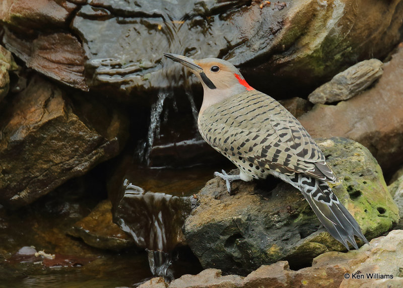 Northern Flicker yellow shafed male, Rogers Co yard, OK, 12_15_2021_Ra_011158.jpg