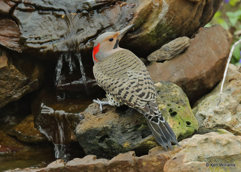 Northern Flicker yellow shafed male, Rogers Co yard, OK, 12_15_2021_Ra_011162.jpg