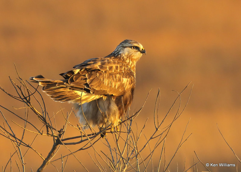 Rough-legged Hawk Light Morph, Osage Co, OK 12_22_2021_Ra_011462.jpg