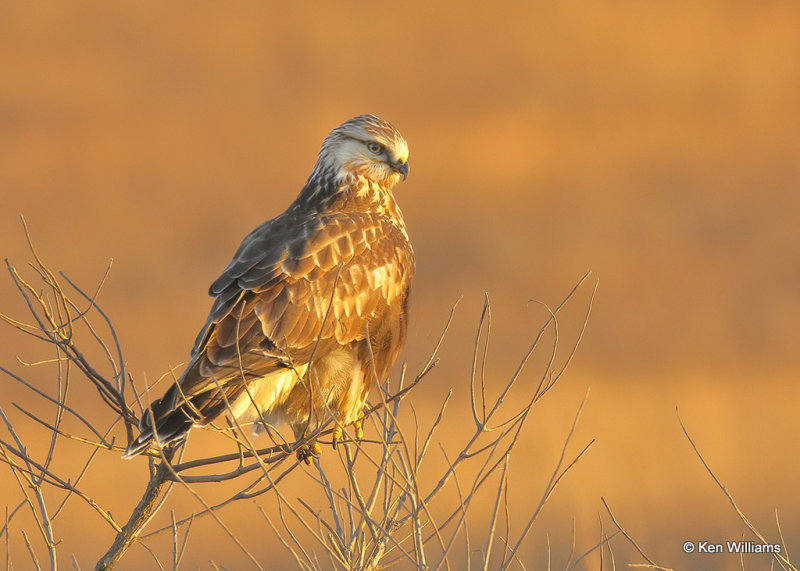 Rough-legged Hawk Light Morph, Osage Co, OK 12_22_2021_Ra_011470.jpg