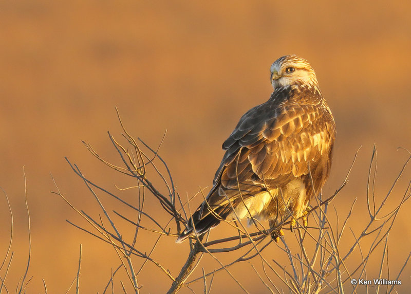 Rough-legged Hawk Light Morph, Osage Co, OK 12_22_2021_Ra_011473.jpg