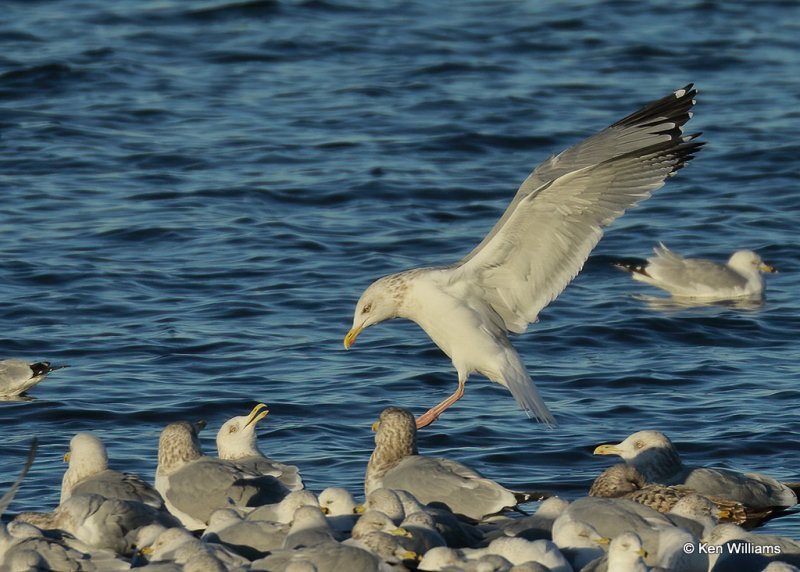 Herring Gull adult non breeding landing, Lake Hefner, OK, 01_10_2022_Ra_011934.jpg