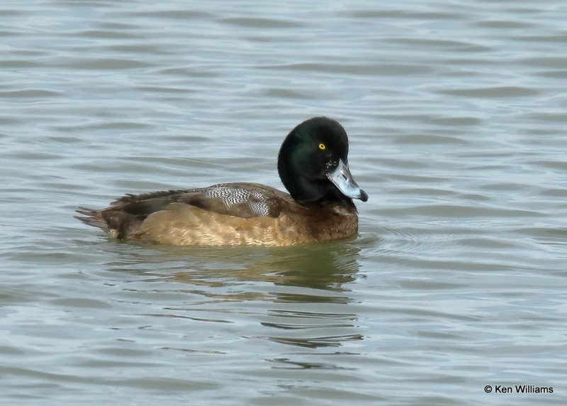 Greater Scaup immature male, Overholster Lake, OK, 01_18_2022_Ra_013045 (2).jpg