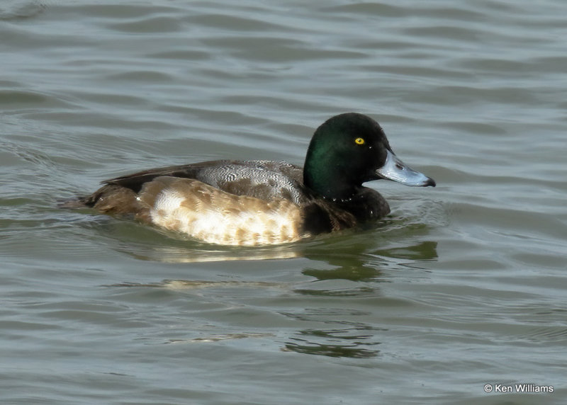 Greater Scaup immature male, Overholster Lake, OK, 01_18_2022_Ra_013045.jpg