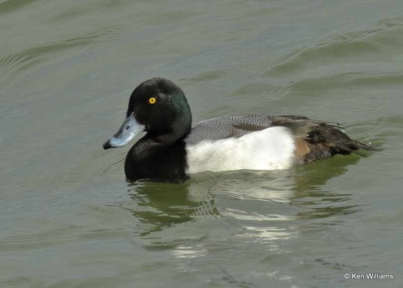 Greater Scaup male, Overholster Lake, OK, 01_18_2022_Ra_12977.jpg