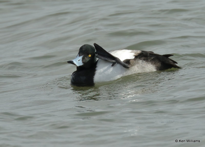 Greater Scaup male, Overholster Lake, OK, 01_18_2022_Ra_12979.jpg