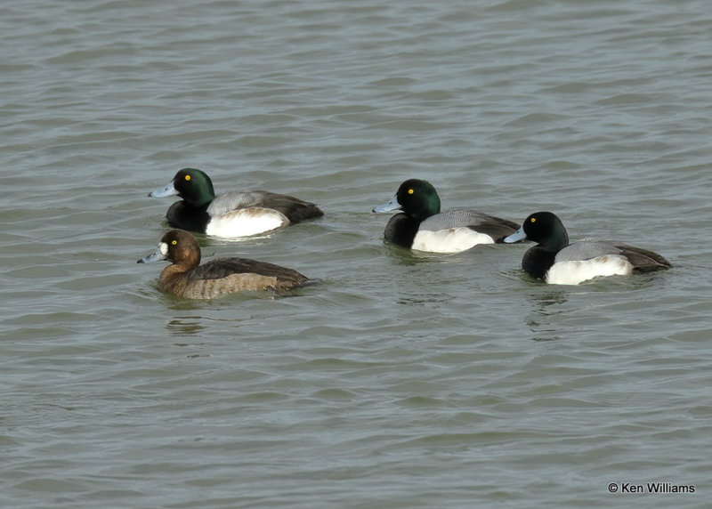 Greater Scaups, Overholster Lake, OK, 01_18_2022_Ra_013076.jpg