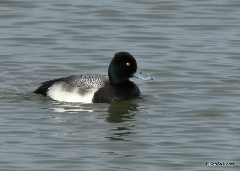 Lesser Scaup male, Overholster Lake, OK, 01_18_2022_Ra_12984.jpg